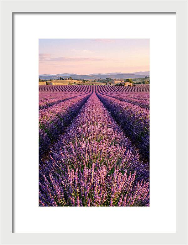 Morning Serenity In Lavender Fields