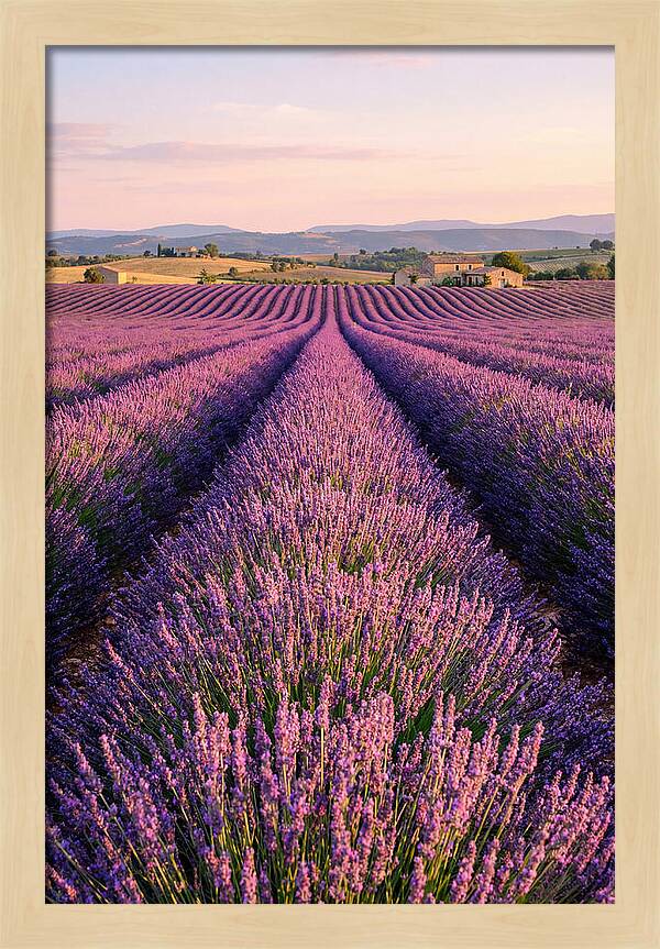 Morning Serenity In Lavender Fields