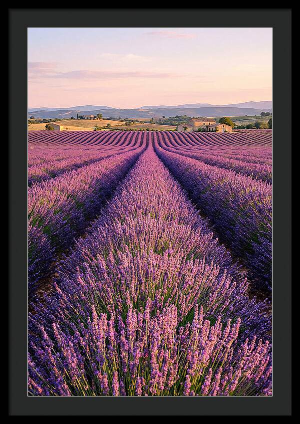 Morning Serenity In Lavender Fields