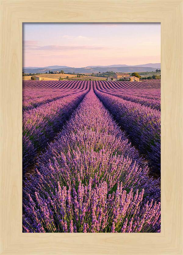 Morning Serenity In Lavender Fields