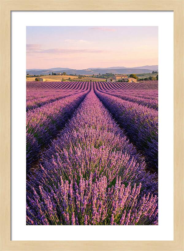 Morning Serenity In Lavender Fields