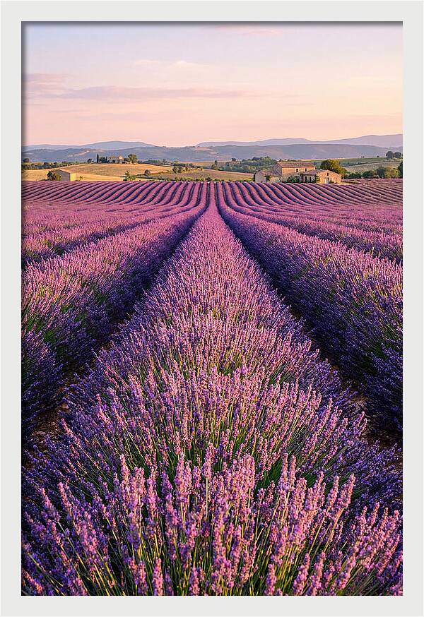 Morning Serenity In Lavender Fields
