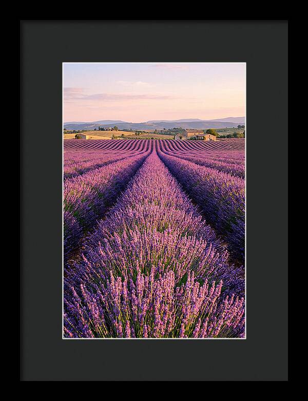 Morning Serenity In Lavender Fields