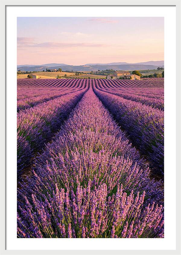 Morning Serenity In Lavender Fields