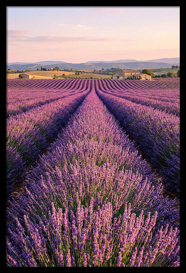 Morning Serenity In Lavender Fields