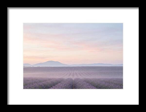 Morning Serenity In Lavender Fields