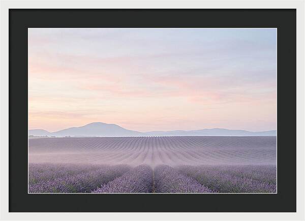 Morning Serenity In Lavender Fields