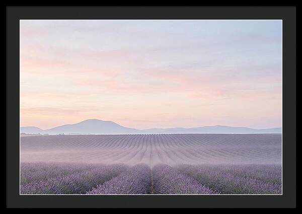 Morning Serenity In Lavender Fields