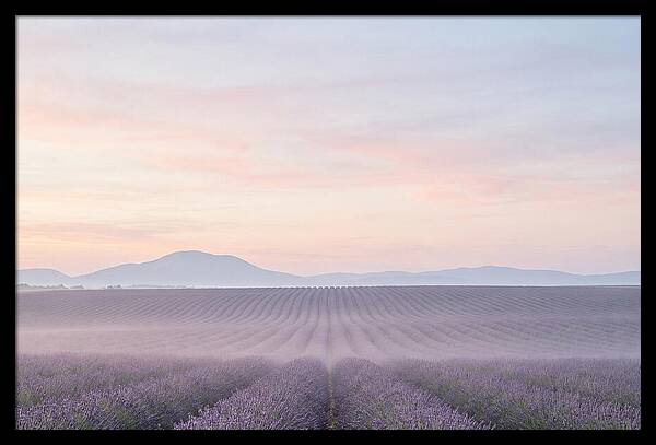Morning Serenity In Lavender Fields