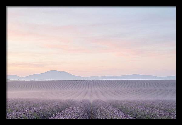 Morning Serenity In Lavender Fields