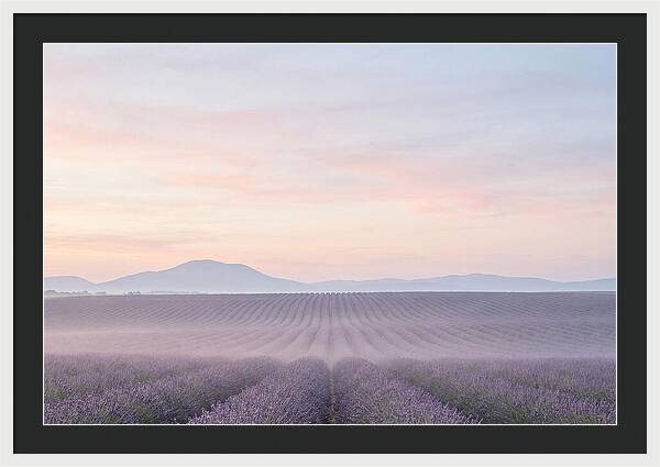 Morning Serenity In Lavender Fields