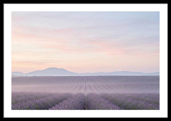 Morning Serenity In Lavender Fields
