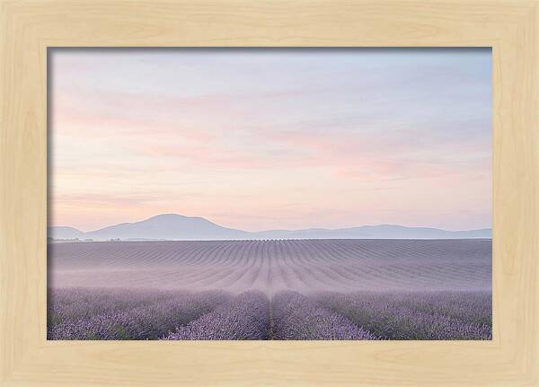 Morning Serenity In Lavender Fields