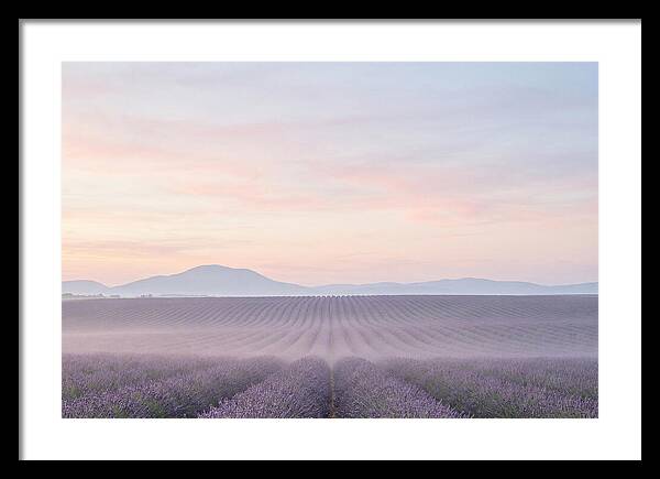 Morning Serenity In Lavender Fields