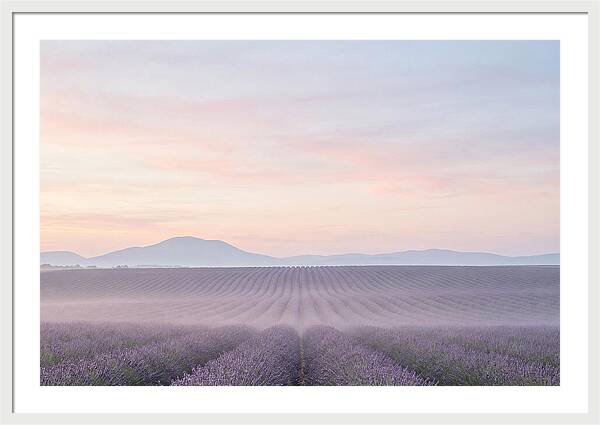 Morning Serenity In Lavender Fields