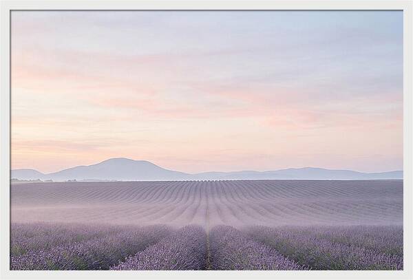 Morning Serenity In Lavender Fields