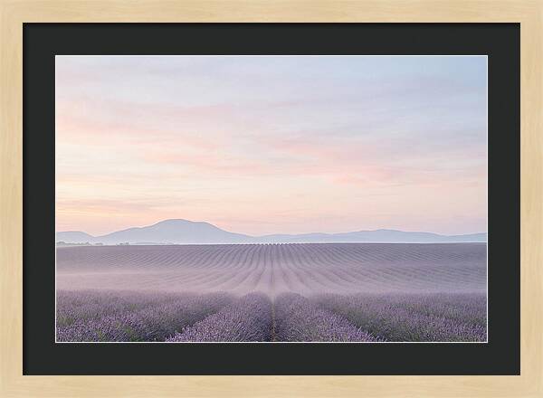 Morning Serenity In Lavender Fields