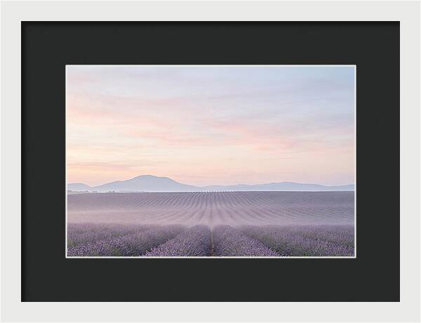 Morning Serenity In Lavender Fields