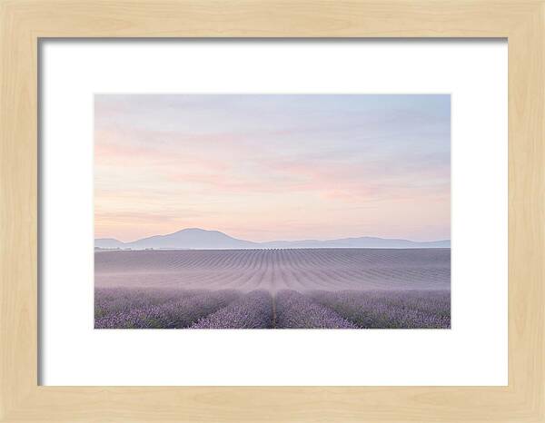 Morning Serenity In Lavender Fields