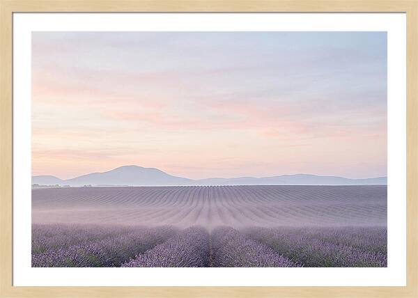 Morning Serenity In Lavender Fields