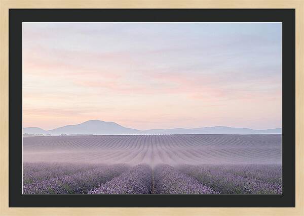 Morning Serenity In Lavender Fields