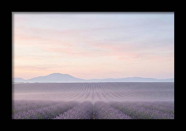 Morning Serenity In Lavender Fields