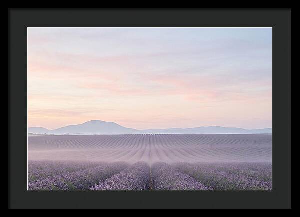 Morning Serenity In Lavender Fields
