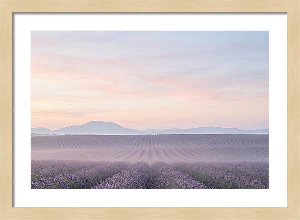 Morning Serenity In Lavender Fields