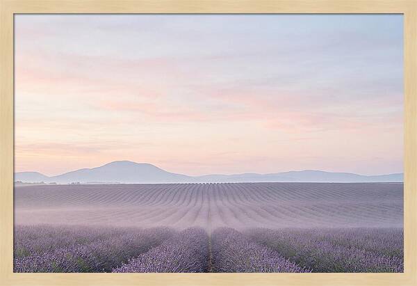 Morning Serenity In Lavender Fields