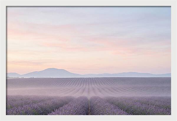 Morning Serenity In Lavender Fields