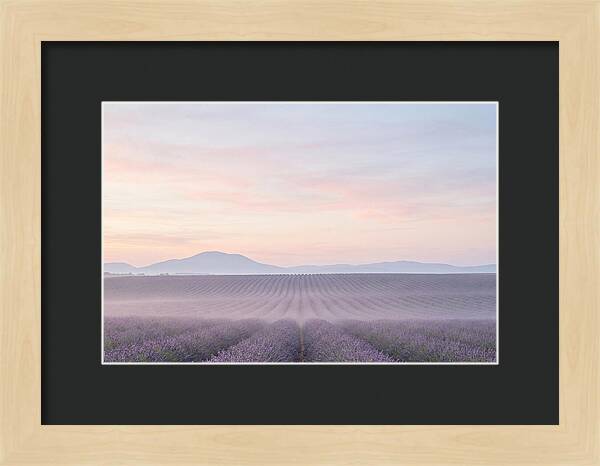 Morning Serenity In Lavender Fields