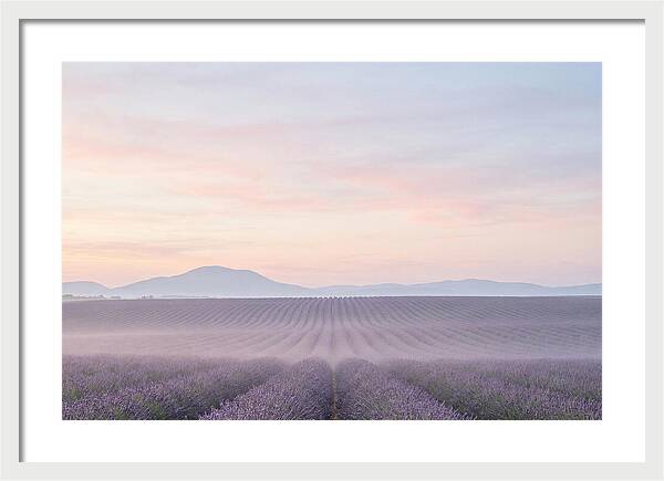 Morning Serenity In Lavender Fields