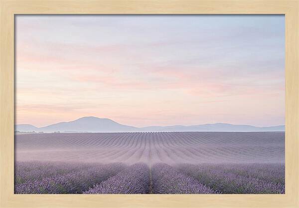 Morning Serenity In Lavender Fields