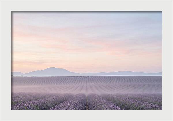 Morning Serenity In Lavender Fields