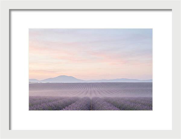 Morning Serenity In Lavender Fields