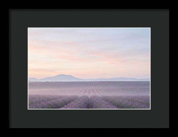 Morning Serenity In Lavender Fields