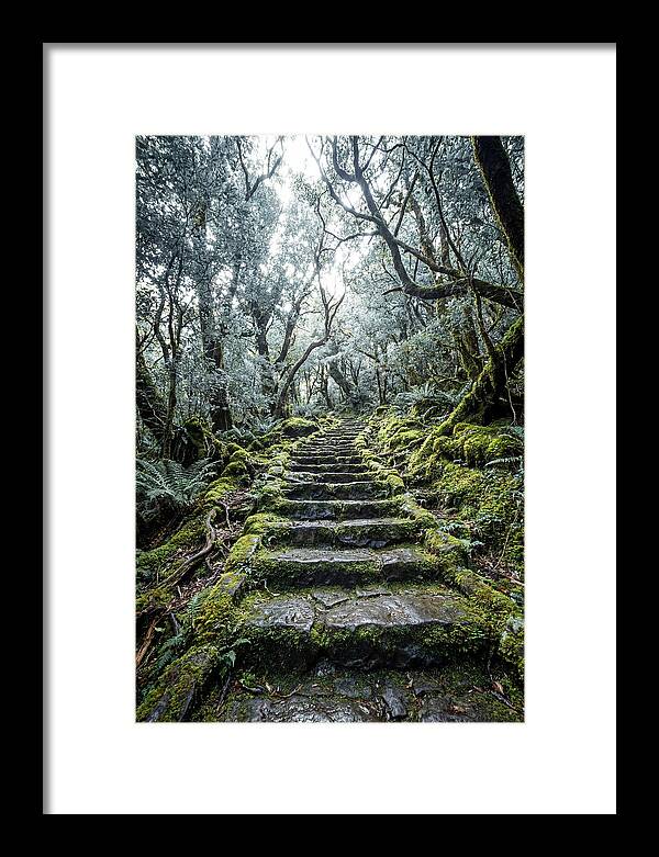 Moss Covered Stone Stairs