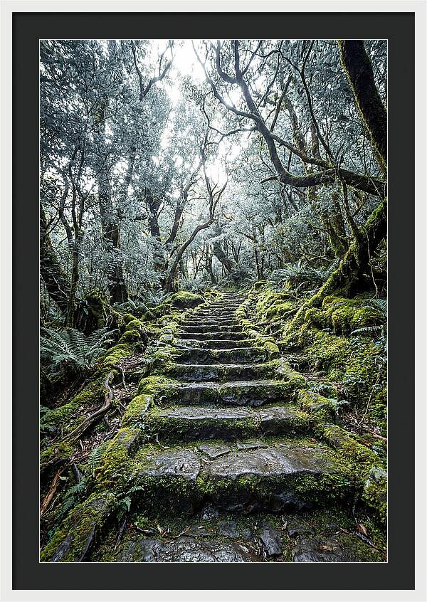 Moss Covered Stone Stairs