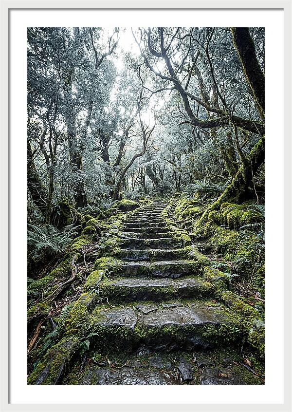 Moss Covered Stone Stairs