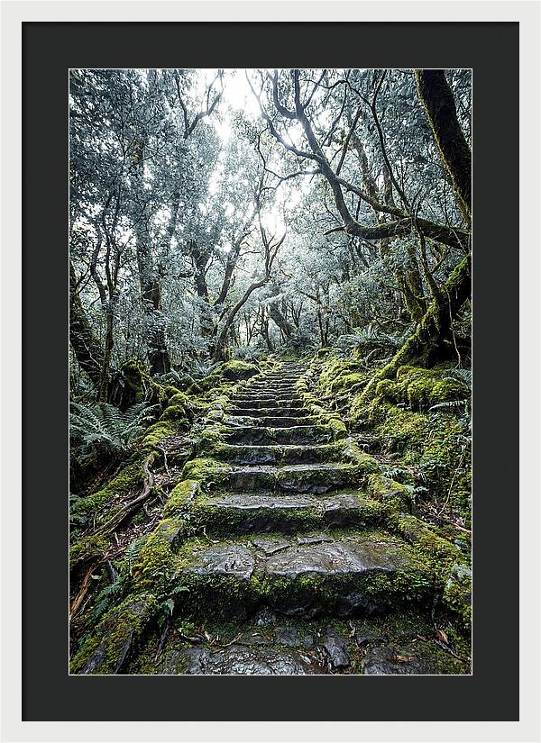 Moss Covered Stone Stairs