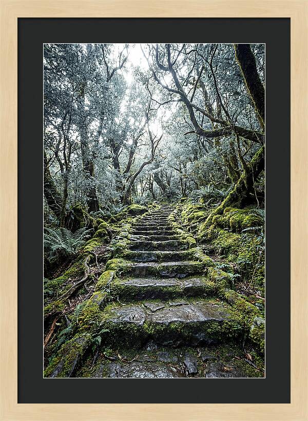 Moss Covered Stone Stairs