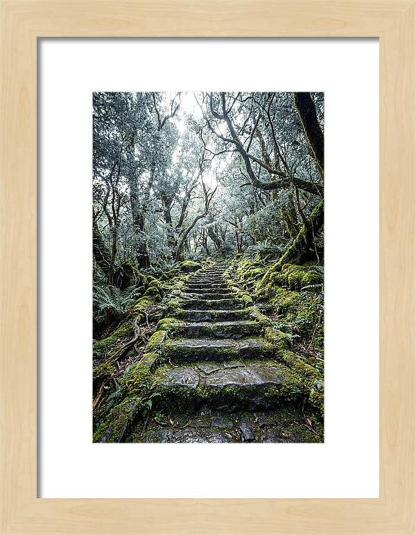 Moss Covered Stone Stairs