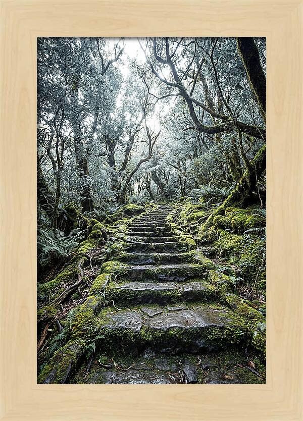 Moss Covered Stone Stairs