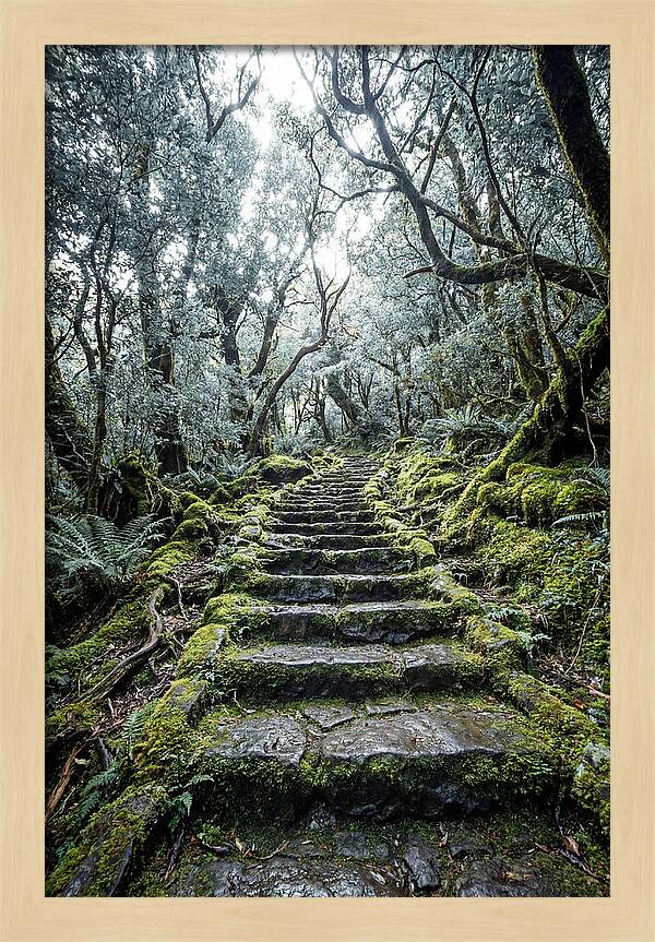 Moss Covered Stone Stairs