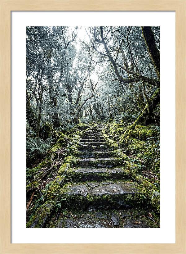 Moss Covered Stone Stairs
