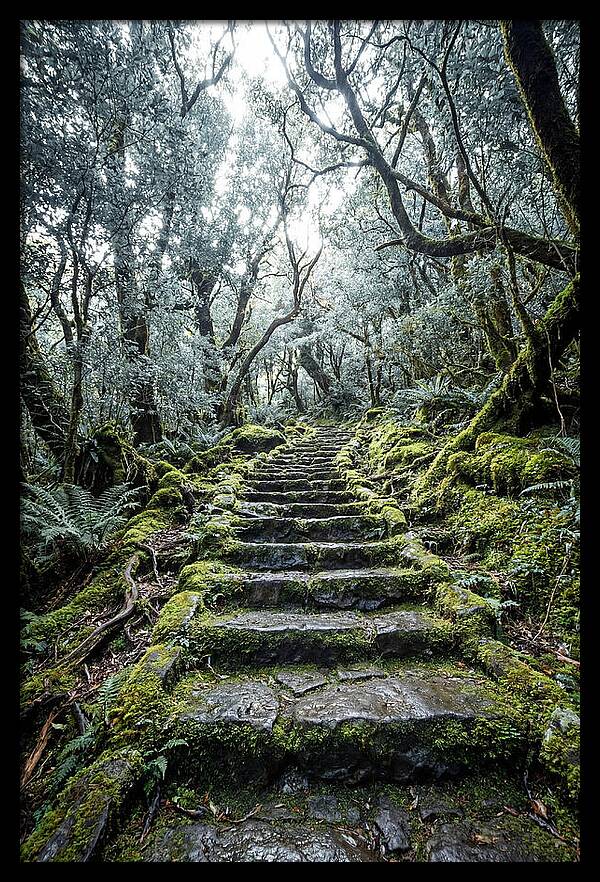 Moss Covered Stone Stairs