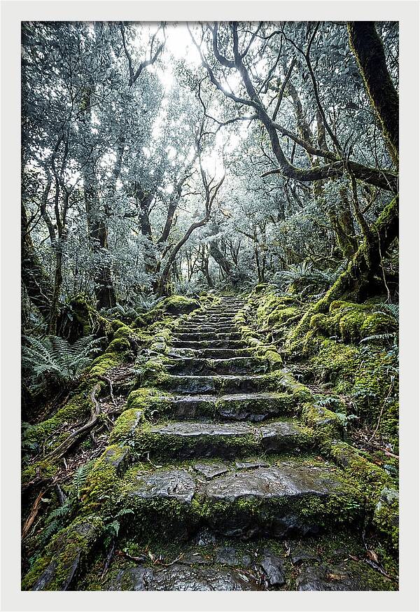 Moss Covered Stone Stairs