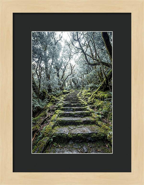 Moss Covered Stone Stairs
