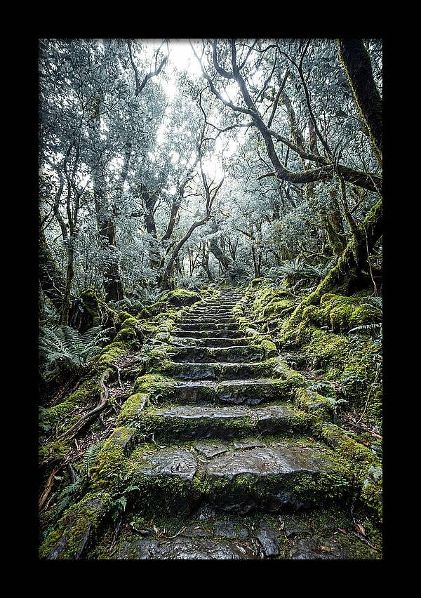 Moss Covered Stone Stairs