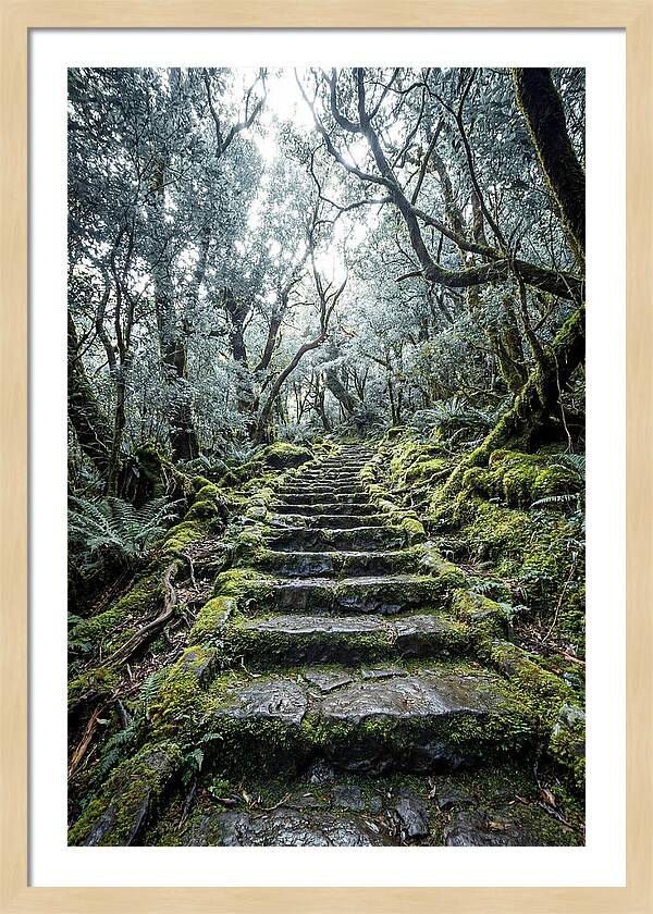 Moss Covered Stone Stairs